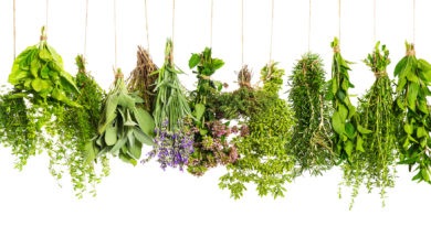 herbs hanging isolated on white. food ingredients