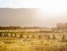2021 Cape Epic / © Sam Clark